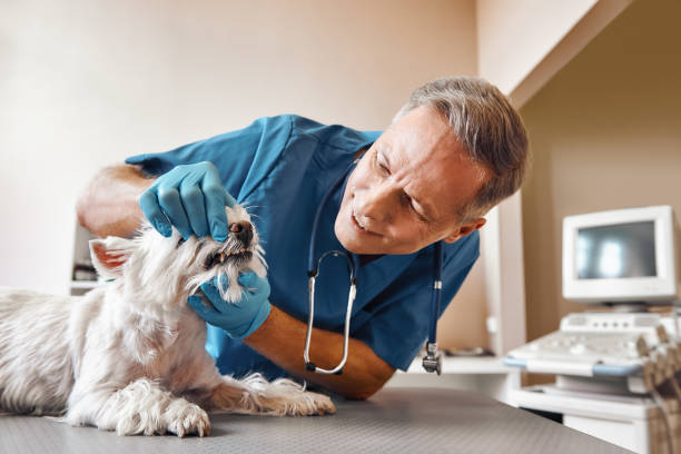 Best Emergency Denture Repair in Minonk, IL